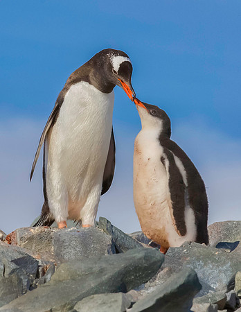 Gentoo Penguin Feeding Chick 1