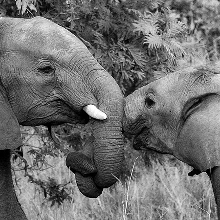 Elephant and Baby Embracing