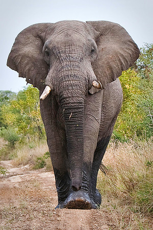 Bull Elephant Charging