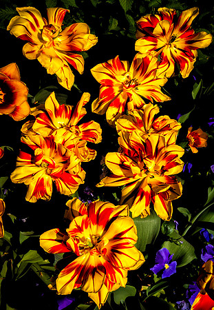 Flowers at the Reichsmuseum