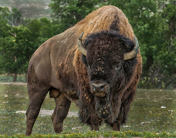 Bison - Theodore Roosevelt National Park