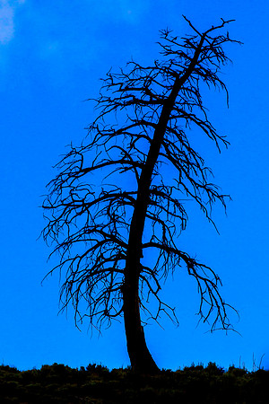 Forest Fire Tree - Yellowstone National Park