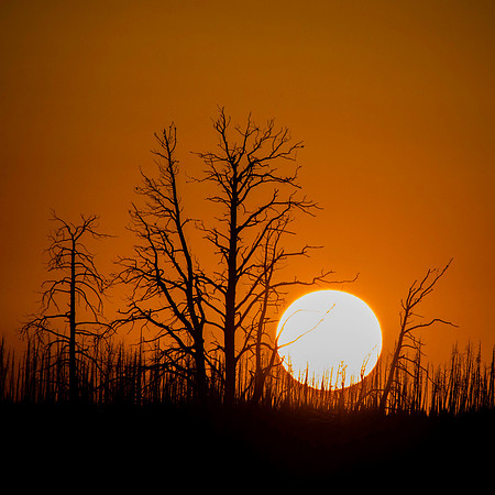 Sunset and Forest Fire Trees - Yellowstone National Park