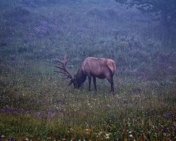 Elk in the Mist - Yellowstone National Park