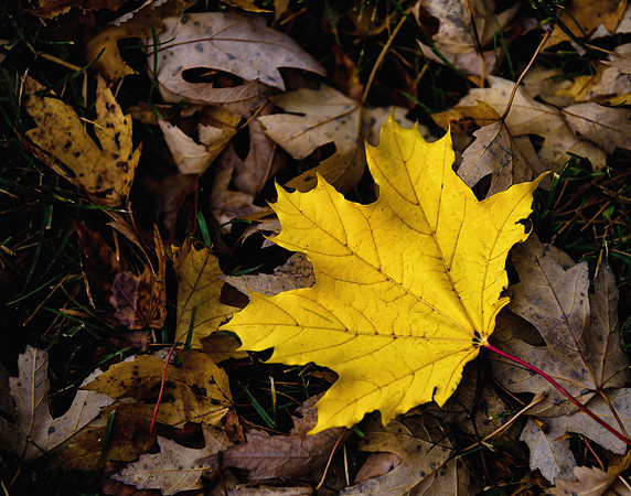 Fallen Leaf - Plymouth