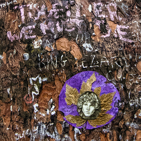 Jim Morrison Gravesite Tree at Pere Lachaise Cemetery, Paris