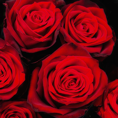 Roses at a Paris market
