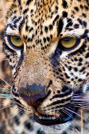 Leopard Cub Portrait