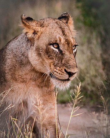 Lioness Portrait