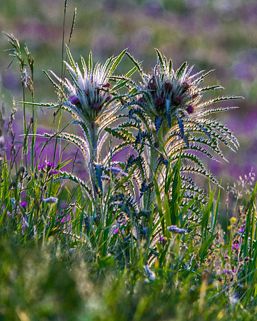 Weeds - Yellowstone National Park