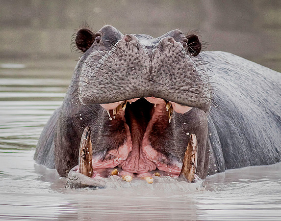 Hippopotamus