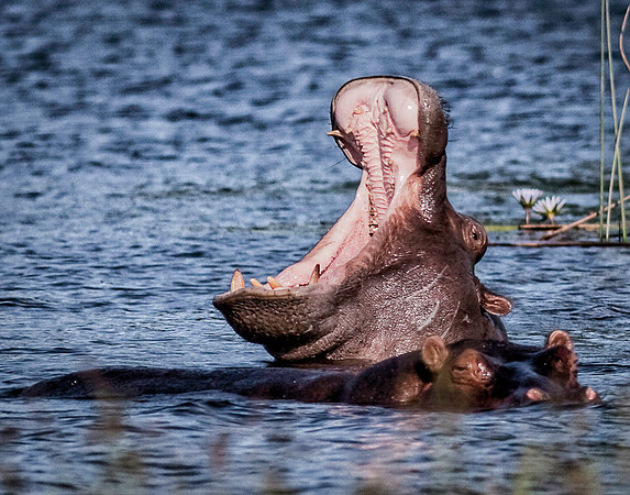 Hippopotamus Yawning