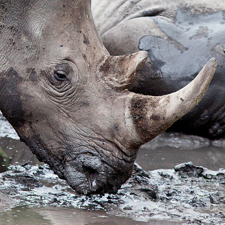 Rhinoceros Portrait