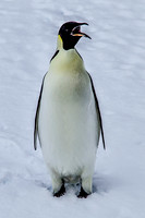 Emperor Penguin 2