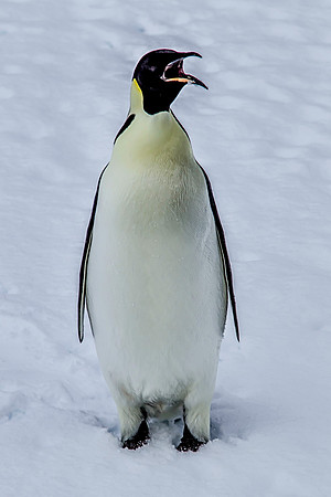 Emperor Penguin 2