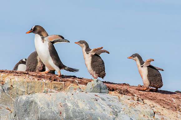 Gentoo Penguin and Chicks