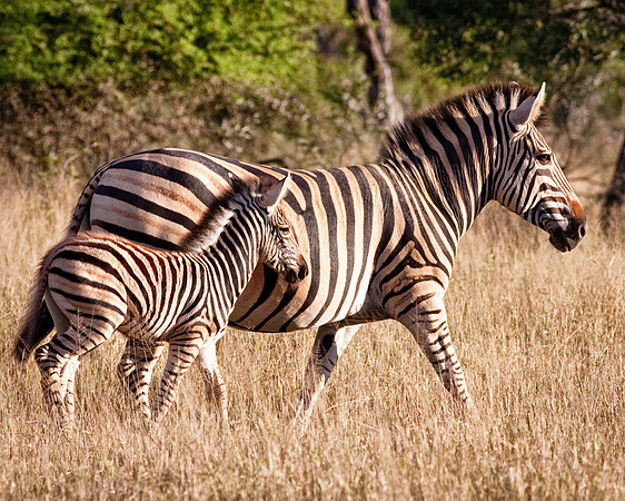 Zebra and Foal 2