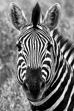 Zebra Portrait