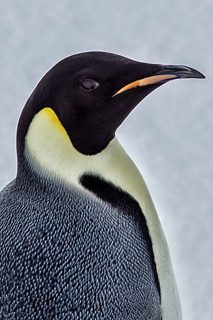 Emperor Penguin Portrait