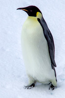 Emperor Penguin 4