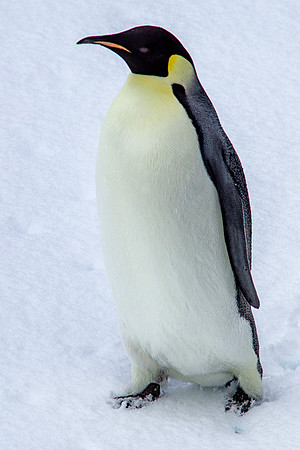 Emperor Penguin 4