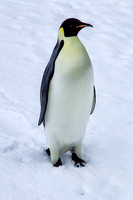 Emperor Penguin 3