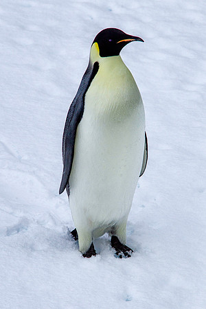 Emperor Penguin 3