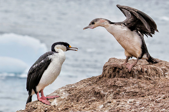 Antarctic (Blue Eyed) Shag Fighting 1