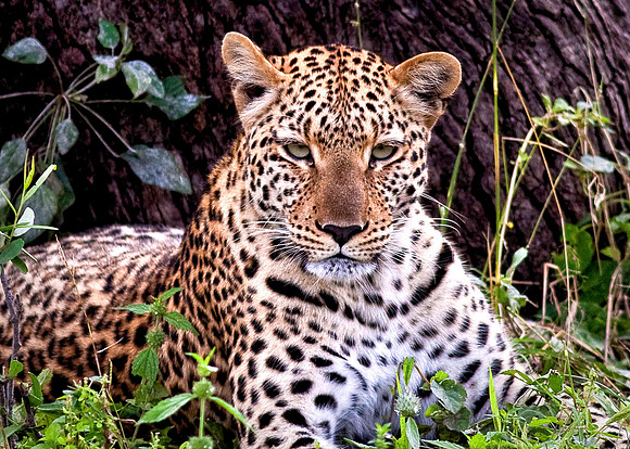 Leopard Reclining