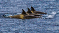 Trio of Killer Whales