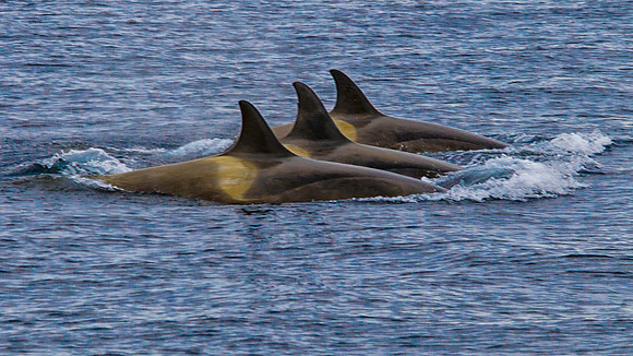 Trio of Killer Whales