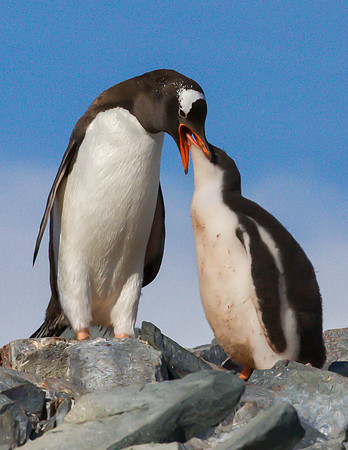 Gentoo Penguin Feeding Chick 2