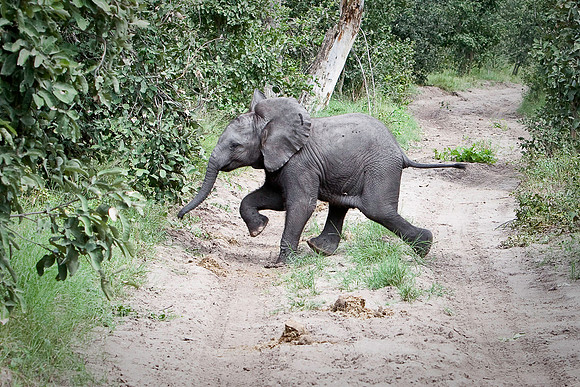 Baby Elephant Running