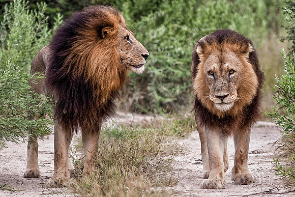 Two Lions