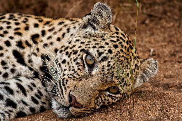 Leopard Portrait