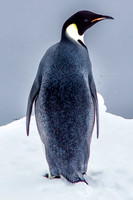 Emperor Penguin 5
