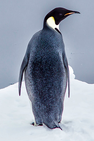 Emperor Penguin 5