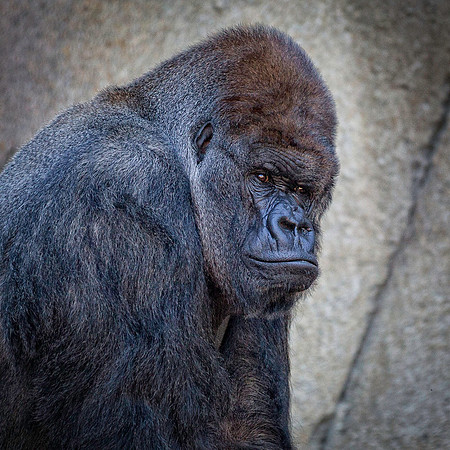 Male Gorilla