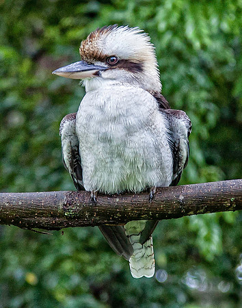Kookaburra