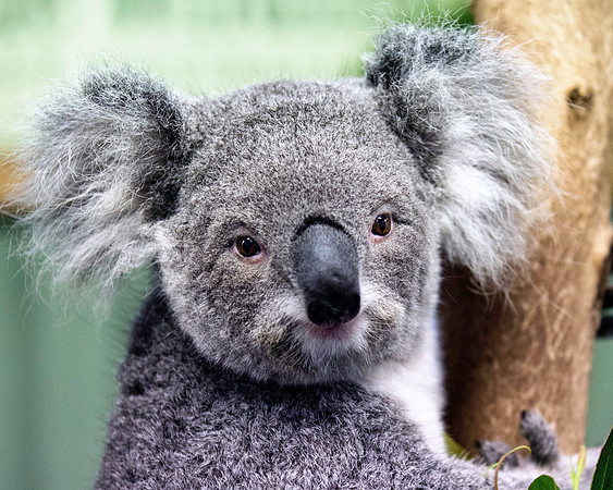 Koala Bear Portrait