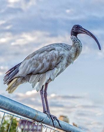 Australian White Ibis