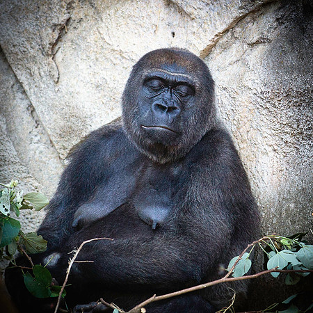 Female Gorrilla Sleeping