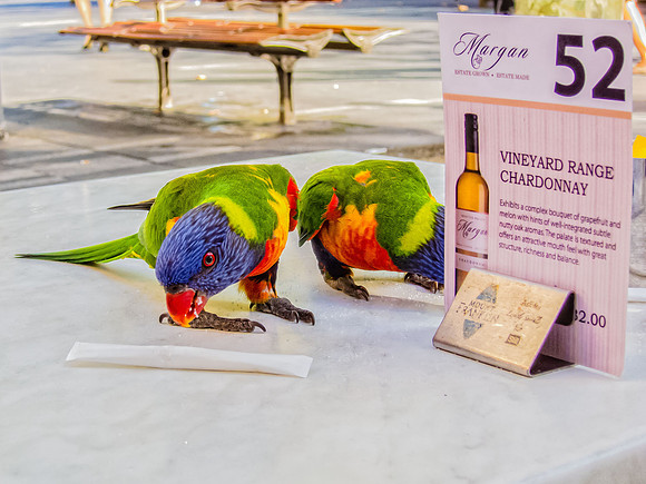Rainbow Lorikeets Having Lunch