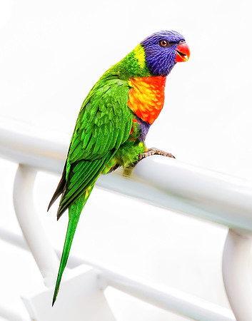 Rainbow Lorikeet