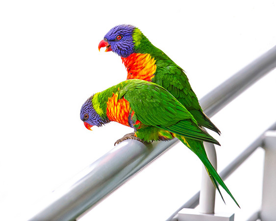 A Pair of Rainbow Lorikeets