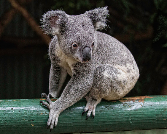 Koala Bear