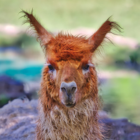 Llama - Lujan Zoo - Argentina
