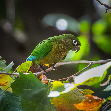 Parrot - Buenos Aires