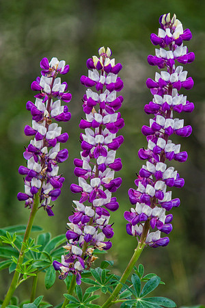 Lupine 2