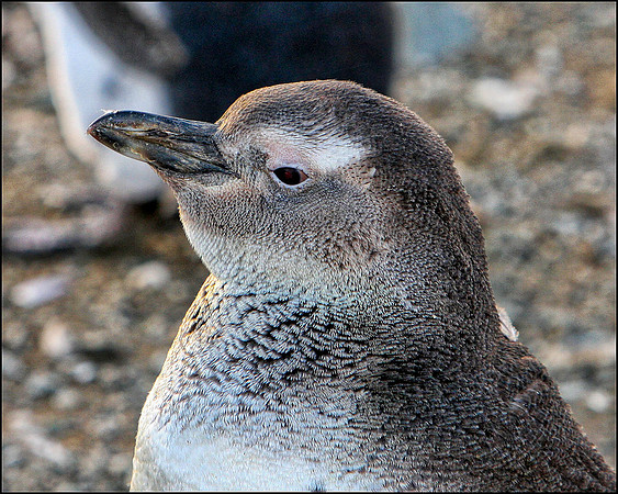 Magellanic Penguin Portrait